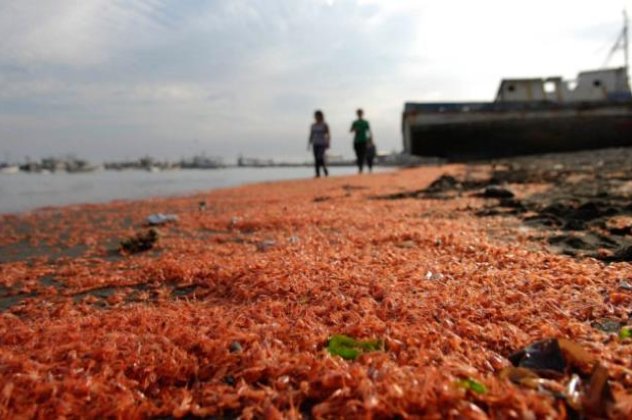 Εκπληκτικό βίντεο: Ερυθρά Θάλασσα έγινε η ακτή της Χιλής με εκατομμύρια νεκρές γαρίδες - Θύματα της μόλυνσης;  - Κυρίως Φωτογραφία - Gallery - Video