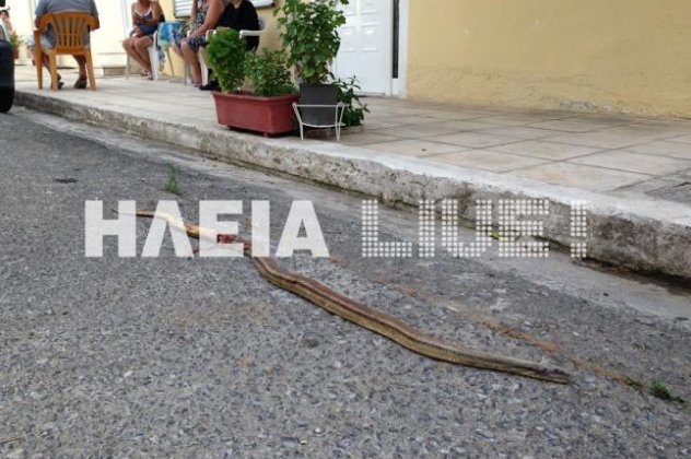 Και τα φίδια πήραν τους δρόμους λόγω ζέστης στον Πύργο και στην Αμαλιάδα - Κυρίως Φωτογραφία - Gallery - Video