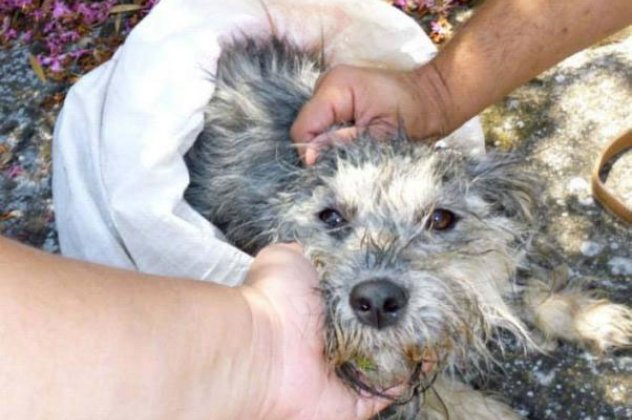 Έτσι μπράβο:Η πιο μεγάλη χρηματική ποινή για κακοποίηση ζώου-31.200 ευρώ πρόστιμο από τον Δήμο Κιλκίς επειδή πέταξε το σκυλί του! - Κυρίως Φωτογραφία - Gallery - Video