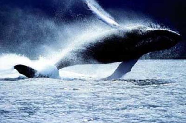 Το μαύρισμα των φαλαινών κρύβει τα μυστικά της αντιγήρανσης; Το ηλιοκαμένο DNA που βρίσκουμε στις φάλαινες το ίδιο με των ανθρώπων !  - Κυρίως Φωτογραφία - Gallery - Video