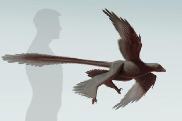 Κίνα: Ανακαλύφθηκε φτερωτός δεινόσαυρος ηλικίας 125 εκατομμυρίων ετών!‏ (φωτό) - Κυρίως Φωτογραφία - Gallery - Video