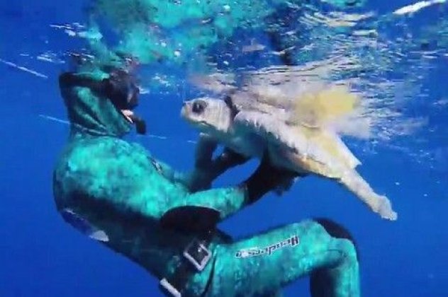 Από τα πιο γλυκά βίντεο που θα δείτε: Δύτης σώζει θαλάσσια χελώνα και αυτή τον ευχαριστεί με ένα μοναδικό τρόπο! (βίντεο) - Κυρίως Φωτογραφία - Gallery - Video