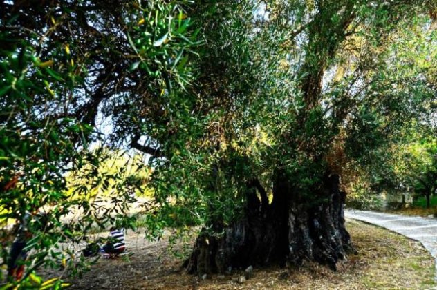 GOOD NEWS: 1.120 ετών, 952 & 735 ετών ελαιόδεντρα υπάρχουν στην Κέρκυρα - Επίσημη διαβεβαίωση από το Πανεπιστήμιο Βοτανολογίας και Ζωολογίας του δάσους της Δρέσδης Γερμανίας  - Κυρίως Φωτογραφία - Gallery - Video