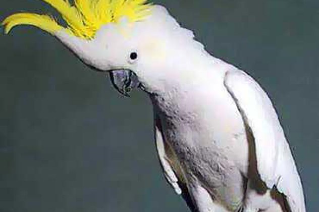 Ένας παπαγάλος που χορεύει, ροκάρει και πρωταγωνιστεί σε διαφημίσεις! - Κυρίως Φωτογραφία - Gallery - Video