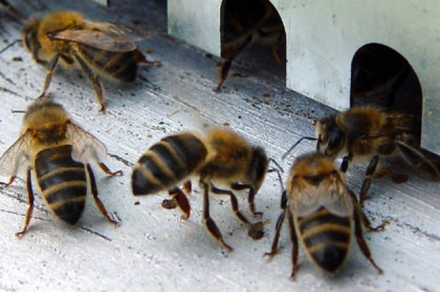 Τσιμπήματα από μέλισσες και σφήκες - Κυρίως Φωτογραφία - Gallery - Video