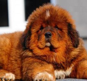 Πανέμορφος! Αυτός είναι ο πιο ακριβός σκύλος στον κόσμο - Θιβετιανό Μαστίφ που κόστισε 2.000.000$ στην Κίνα! (βίντεο)