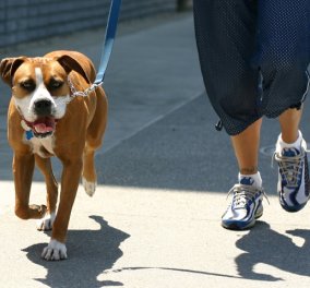 Φάκελος Eirinika Pets: Μάθετε πώς να βγάζετε τον σκύλο σας βόλτα αντί να σας βγάζει αυτός!
