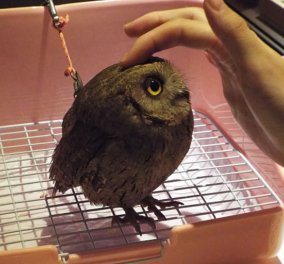 Ένα Café με... κουκουβάγιες! Γνωρίστε το «Owl Cafe» με τα συμπαθητικά νυχτόβια πτηνά - σύμβολα της σοφίας - που θα σας κρατήσουν συντροφιά!