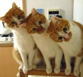 Χαχαχα - Ιδού ένας λόγος για να πάρεις και 2η γάτα - Ένα βίντεο για τους φαν των χαριτωμένων τετράποδων 