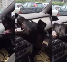 Βίντεο: Ξετρελάθηκε ο σκυλάκος όταν δροσίστηκε για πρώτη φορά από το aircondition 