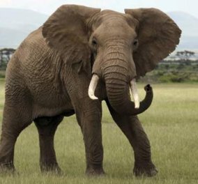 Γιατί οι ελέφαντες δεν παθαίνουν καρκίνο - Τι λένε οι επιστήμονες για τα παχύδερμα