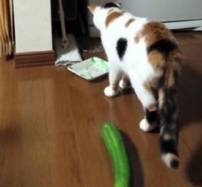 Βίντεο: Είναι το αγγούρι ο μεγαλύτερος φόβος της γάτας; Για να δούμε & να γελάσουμε