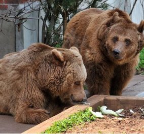 Δυο αρκούδες, η Σάσα & η Αλεξάνδρα, έπεσαν σε χειμέριο ύπνο μετά από 23 χρόνια αιχμαλωσίας