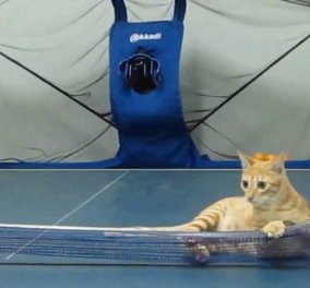 Ξεκαρδιστικό! Πανέξυπνες γάτες παίζουν σαν... κυρίες ping pong