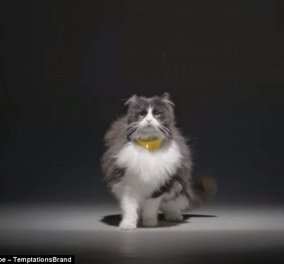 Απίθανη ανακάλυψη: Κολάρο κάνει την γάτα σας να ''μιλάει'' - Μετατρέπει το νιαούρισμα σε ανθρώπινη φωνή
