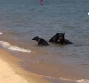 Smile βίντεο ημέρας: Οικογένεια τροφαντών αρκούδων έπεσαν σε λίμνη για να δροσιστούν
