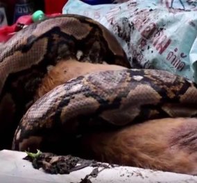 Ανατριχιαστικό βίντεο: Έπιασε πύθωνα να καταπίνει το σκύλο της  - Δεν θα πιστεύετε τι έκανε