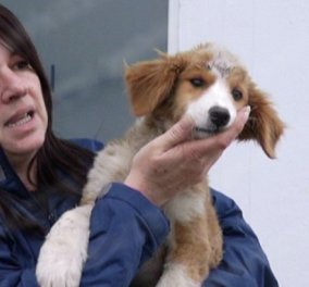 Φρικτός βασανισμός σκύλου στον Πύργο: Ξερίζωσαν ακόμη και τα δόντια από κουταβάκι