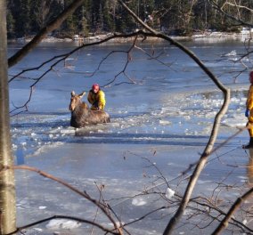 Απίθανη διάσωση: Τρεις ριψοκίνδυνοι πυροσβέστες απεγκλώβισαν μέσα από τον παγωμένο ποταμό μια άγρια άλκη (βίντεο)