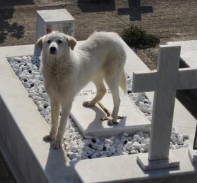 Συγκινητική ιστορία: Σκυλίτσα στην Άρτα περιμένει στο νεκροταφείο το αφεντικό της που πέθανε - Φώτο 