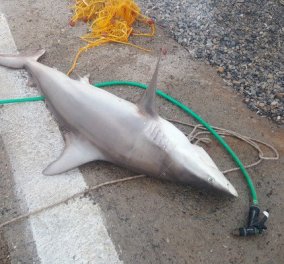 Αλλος για μεζέ καρχαρία; Στη Γαύδο τον ψάρεψαν και δεν πίστευαν στα μάτια τους (ΦΩΤΟ)