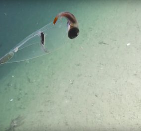 Εντυπωσιακό υποβρύχιο βίντεο: Το «γυάλινο καλαμάρι» που κατέγραψαν στο βυθό