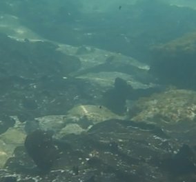 Συγκλονιστικές υποβρύχιες εικόνες από τη Σαλαμίνα: Γεμάτος κομμάτια μαζούτ ο βυθός (ΒΙΝΤΕΟ)