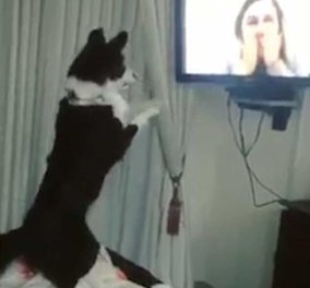 Απίστευτος σκύλος τρελαίνεται από χαρά όταν βλέπει την ιδιοκτήτρια του στην τηλεόραση (ΒΙΝΤΕΟ)
