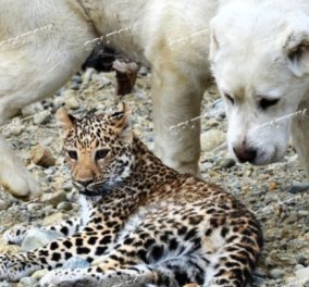 Σκυλίτσα «υιοθετεί» νεογέννητη λεοπάρδαλη (Βίντεο)