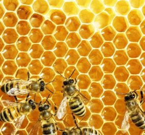  Ωραία είδηση! Οι μέλισσες ξέρουν να κάνουν πρόσθεση και αφαίρεση - Το λένε οι επιστήμονες! 