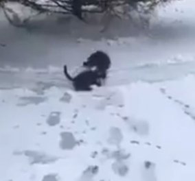 To βίντεο της ημέρας: Ο σκύλος σώζει την φίλη του την γάτα που ξεπαγιάζει στο χιόνι