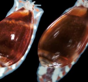 Ανακαλύφθηκε νέο σαλιγκάρι της θάλασσας - Πολύ περίεργο όνομα του! (φώτο)