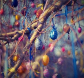 Οι Γερμανοί το Πάσχα στολίζουν δέντρο με αυγά – Το έθιμο των 124 ετών  (φωτο)