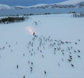 Απίστευτο βίντεο: Snowmobile "μαγνητίζει" κοπάδι ταράνδων στη Νορβηγία - Μαζεύονται όλα γύρω του 