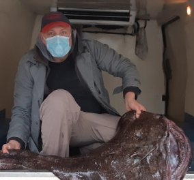 Καλαμάτα: Η πεσκανδρίτσα γίγας ζύγιζε 30 κιλά - Ξετρελάθηκε ο ψαράς (φωτό & βίντεο)