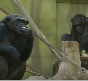 Οι χιμπατζήδες κάνουν zoom: Η είδηση δεν είναι μαϊμού - Τα αεικίνητα ζώα επικοινωνούν με τις νέες τεχνολογίες (βίντεο)