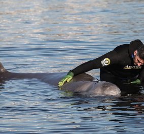 Απίστευτο περιστατικό: Τραυματισμένη φάλαινα εξόκειλε στην παραλία του Αλίμου - ''Το ζώο υποφέρει'' , λέει ο Αμυράς (φωτό - βίντεο) 