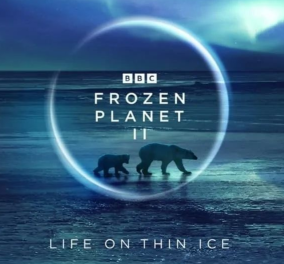 Frozen Planet II: Μια τίγρης της Σιβηρίας «πιάνει» μια πολική αρκούδα σε χειμερία νάρκη και αρκτική μέλισσα «παλεύει» με το χιόνι  