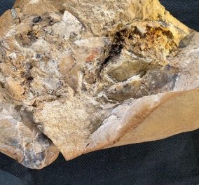 Βρέθηκε η αρχαιότερη καρδιά στον κόσμο: Είναι ηλικίας 380 εκατομμυρίων ετών & ανήκει σε ένα ψάρι