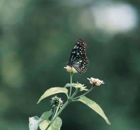 Η πεταλούδα που νόμιζε ότι ήταν ακόμη κάμπια: Μια ιστορία μεταμόρφωσης