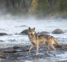 O μύθος των Τσερόκι για τους δύο λύκους ή τις εσωτερικές μας δυνάμεις - Βρίσκοντας την εσωτερική αρμονία