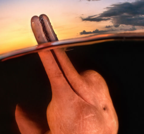 Αυτά είναι τα βραβεία για τον Underwater Photographer of the Year - Φανταστικά κλικ με μεγαλοπτεροφάλαινα & σαλάχια 