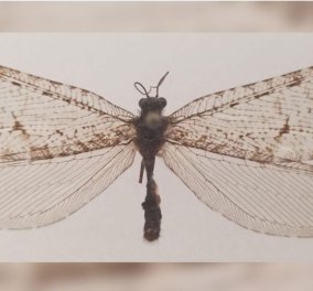 Γιγάντιο έντομο της ιουρασικής περιόδου βρέθηκε σε πολυκατάστημα στις ΗΠΑ- Πως κατέληξε εκεί 