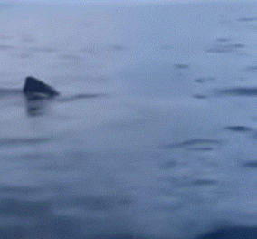 Tρομακτικό βίντεο! Η στιγμή που καρχαρίας στο Γύθειο κάνει κύκλους γύρω από βάρκα ψαράδων