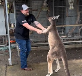 Αυστραλία: Καγκουρό "παίζει" ξύλο με Αμερικανό τουρίστα - Το viral βίντεο κάνει τον γύρο του διαδικτύου, δείτε