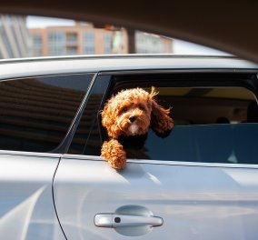 Σε ποια θέση του αυτοκινήτου ένας σκύλος νιώθει πιο χαλαρός;
