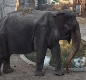 Μάλι - η ιστορία του θλιμμένου ελέφαντα: Πέρασε όλη του τη ζωή μόνος σε πάρκο της Μανίλα - Ήταν 33 ετών (βίντεο)