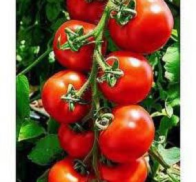 Κι όμως, οι ντομάτες βιολογικής καλλιέργειας περιέχουν περισσότερες ευεργετικές ουσίες! - Κυρίως Φωτογραφία - Gallery - Video