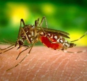 Προσοχή: Τα μισά κουνούπια στην Ελλάδα είναι μολυσμένα με τον ιό του Δυτικού Νείλου! - Κυρίως Φωτογραφία - Gallery - Video