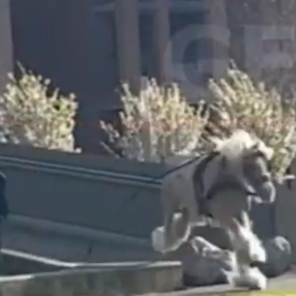 Βίντεο με αφηνιασμένο άλογο να τρέχει στο London Park: Σε πανικό γονείς και παιδιά - Περνά μέσα από παιδική χαρά 